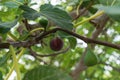 Three figs on different types of ripeness on a branch of ficus carica with blurred leaves at background
