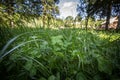 Close up on a field of three leaf clovers, also called trefoil, in the middle of the grass. Called trifolium Royalty Free Stock Photo