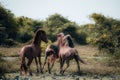 The Three Running Horses Royalty Free Stock Photo