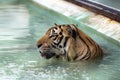 Picture of a tiger`s head facing to the left while soaking in water, wandering around thinking about it. because sleepy and bored