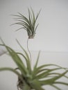 Picture of tillandsia indoor plants.