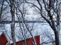 Frozen lake and trees