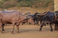 Village where group of Buffalo roaming for the food and water in the India