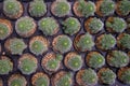 Picture top view Cactus `Rebutia` planted in a pot in the nursery