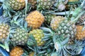 Picture of the top view, many pineapples, fruits contain vitamin C useful.