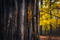 Picture Tree bark texture in autumn, seasonal background, nature close up photo Royalty Free Stock Photo