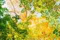 Tree canopy with colorful autumn leaves Royalty Free Stock Photo