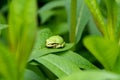 A picture of a tree frog resting on the leaf. Royalty Free Stock Photo