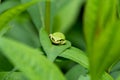 A picture of a tree frog resting on the leaf. Royalty Free Stock Photo