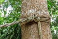 Picture of a tree with a rope wrapped around it Royalty Free Stock Photo