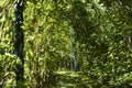 Picture, Tree tunnel ,colourful beautiful in garden