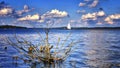 Picture of tree in the water with sailboat, clouds and sky
