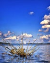 Picture of tree in the water with sailboat, white clouds and blue sky