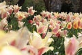 Beautiful Garden of Spring Tulip Blooms Royalty Free Stock Photo