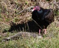 Turkey Vulture #1 Royalty Free Stock Photo