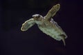 Turtle in an aquarium at the Mystic Aquarium in Mystic Connecticut