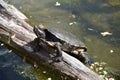 A turtle sitting on the log