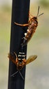 Two Cicada Killer Wasps, Sphecius speciosus or Cicada hawk, mating. Royalty Free Stock Photo