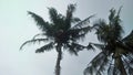 A picture of two coconuts tree seen from below