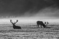 A deers in the morning mist Royalty Free Stock Photo