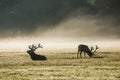 A deers in the morning mist