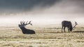 A deers in the morning mist Royalty Free Stock Photo