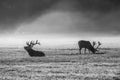 A deers in the morning mist