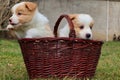 Two ee red puppies in the basket