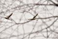 Two swans spread their wings in the sky Royalty Free Stock Photo