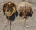 Horseshoe Crabs - both top shell and the soft underside on sand. Royalty Free Stock Photo
