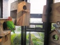 A picture of two love birds playing in their cage Royalty Free Stock Photo