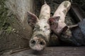 Two pigs in a mud, in a farm courtyard, curious and smelling the camera with their noses called pig snouts