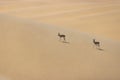 Picture of two springboks with horns in on a sand dune in Namib desert in Namibia Royalty Free Stock Photo