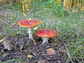 Picture of two toadstools on forest floor Royalty Free Stock Photo