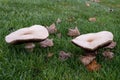 A picture of two white fungi. Green grass in the background