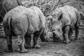 Picture of two white Rhinos in the wild Royalty Free Stock Photo