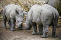 Picture of two white Rhinos in the wild Royalty Free Stock Photo