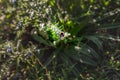 Selective blur on a Bumblebee bee foraging, gathering nectar & pollinizing the blossom of a flower in summer. The bumblebee is a