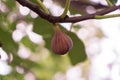 An unripe fig on a branch of ficus carica with blurred leaves at background