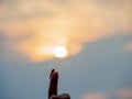 The picture of a vary beautiful dragonfly on the finger before sunset.The colors on dragonfly were very beautiful.The environment Royalty Free Stock Photo