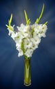 Wonderful white Gladiolus also known as Sword lily Royalty Free Stock Photo