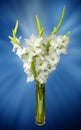 Wonderful white Gladiolus also known as Sword lily Royalty Free Stock Photo