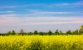 Picture of a view of a rapeseed field, The rapeseed has a fairly deep thickening root, preferring, thus, medium dough soils, deep Royalty Free Stock Photo