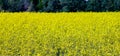 Picture of a view of a rapeseed field, The rapeseed has a fairly deep thickening root, preferring, thus, medium dough soils, deep Royalty Free Stock Photo