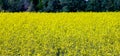 Picture of a view of a rapeseed field, The rapeseed has a fairly deep thickening root, preferring, thus, medium dough soils, deep