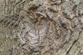 Vintage tree bark texture background, texture for graphic design. Royalty Free Stock Photo
