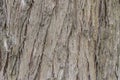 Vintage tree bark texture background, texture for graphic design. Royalty Free Stock Photo