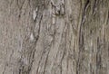 Vintage tree bark texture background, texture for graphic design. Royalty Free Stock Photo
