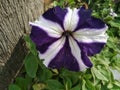 A picture of voilet flower