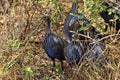 A picture of a Vulturine guineafowl